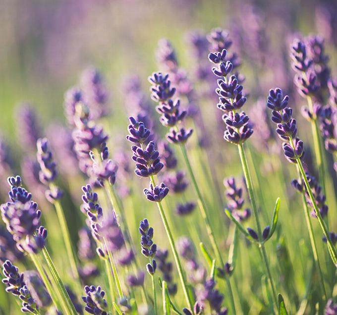 lavender in a field